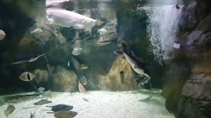 Москвариум(16)