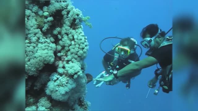 Diving in Sharm Al Sheikh