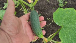 Подкормка огурцов настоем в июле в теплице