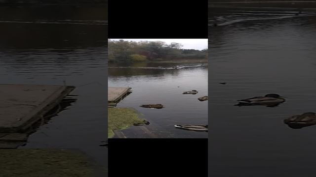 VID_20241017_131744.mp4