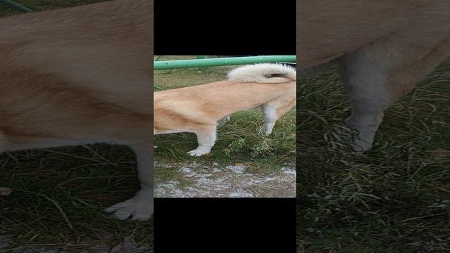 От косточек он не откажется