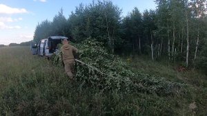 заготовка березовых веников