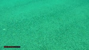 АЛУПКА СНОРКЛИНГ НА ПЛЯЖЕ ЧЁРНЫЙ БУГОР (РАДУГА, ЗЕЛЁНЫЙ МЫС) ШТОРМИТИЗОПОДА, БАРАБУЛЯ, КРАБЫ КРЫМ