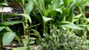 Крым краски цветущей осени Мисхорская гавань ЯлтаМаракуя, бархатцы, топинамбур, вьюн космея, инжир