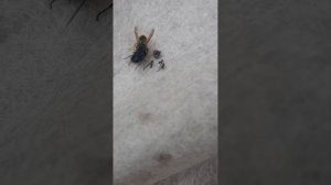 Оса против мухи