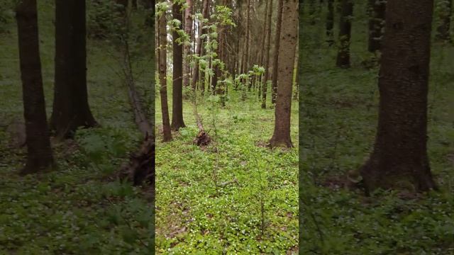 в лесу сейчас красота! смотреть онлайн