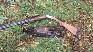 ХОДОВАЯ ОХОТА НА ФАЗАНА. ПЕРВЫЙ В ЖИЗНИ ТРОФЕЙ.