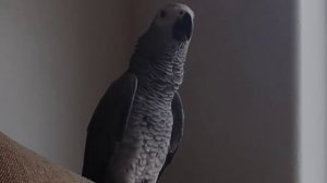 TJ African Grey showing off his opera and Michael Jackson. OMG June 2023