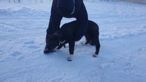 #азмарал #алабай #среднеазиатскаяовчарка  питомник Аз Марал +79278137957