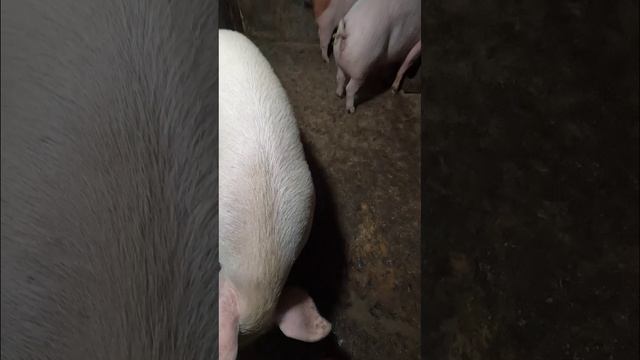 Чисто случайно смотреть онлайн