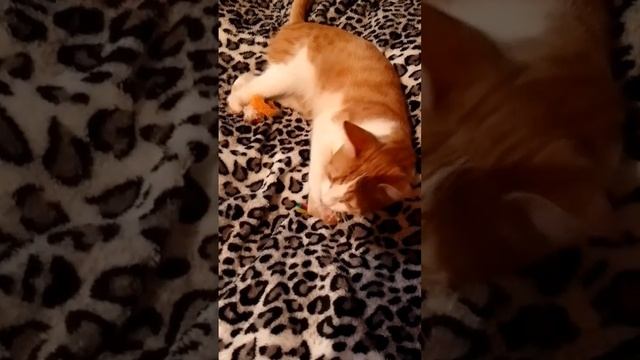 А от кого это прилетел домашний приветик ?👋🤗🐈
Помните нашего особенного Лучика?