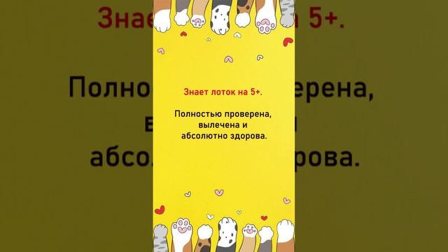 Ласковая кошечка Мелисса ищет дом.