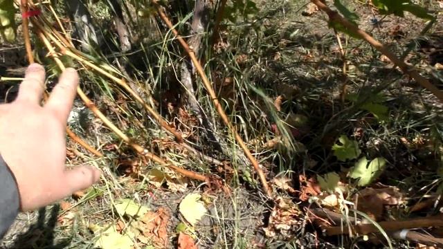 Обрезка запущенного куста винограда | Обрезка винограда осенью | Для начинающих