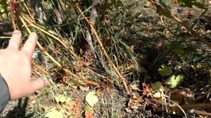 Обрезка запущенного куста винограда | Обрезка винограда осенью | Для начинающих