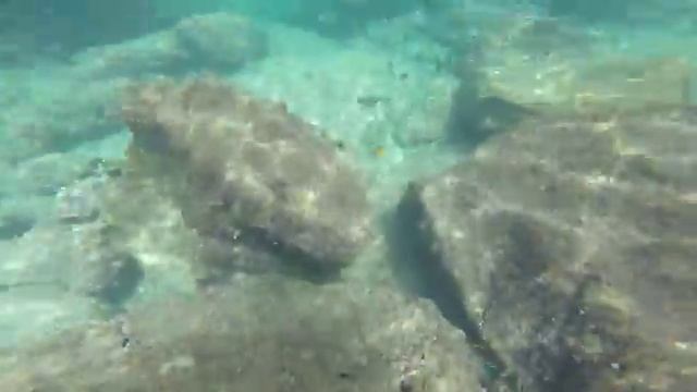 Spearfishing смотреть онлайн