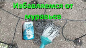 Избавляемся От Муравьев С Помощью Средство Expel С Водой в Теплице