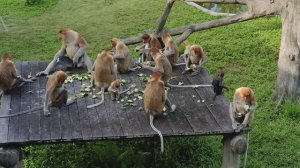 о. Борнео. Малайзия