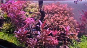 аквариум 160л, сойл ista, итоги за полгода.