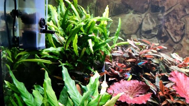 Аквариумный обзор 160л, 180л, 160л, 300л, 600л, тепличек за март 2024г. смотреть онлайн