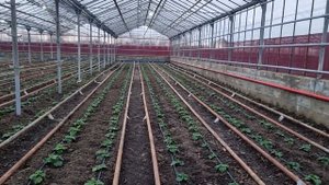 Овощи Растут. Выращивание огурца зимой.