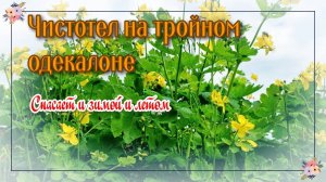 ЧИСТОТЕЛ НА ТРОЙНОМ ОДЕКОЛОНЕ СПАСЕТ И ЛЕТОМ И ЗИМОЙ