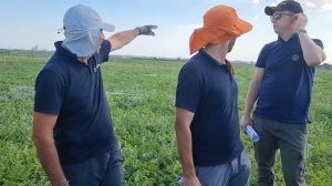 Арбуз Старбаст F1, абсолютный лидер в Турции, урожайный, однородный, плотный, сладкий и лёжкий.