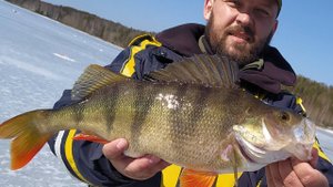 "СЕКРЕТНАЯ" ПРОВОДКА ЧЁРТИКА ДЛЯ ГИГАНТСКОГО ОКУНЯ. О ней никто не знает. ))))))