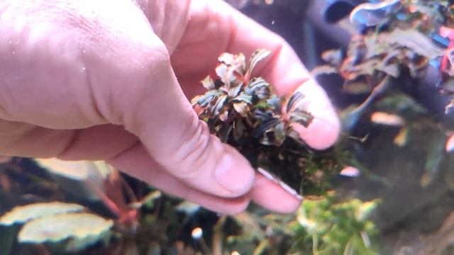 ПОЛОЧКА ДЛЯ БУЦЕФАЛАНДР смотреть онлайн