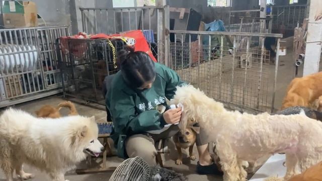 This Dog Cries While Hugging His Owner After His Best Friend Dies смотреть онлайн
