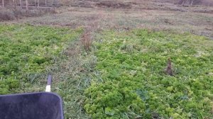 Скошенная трава под клубнику