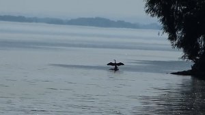 Большой баклан принимает солнечные ванны :)