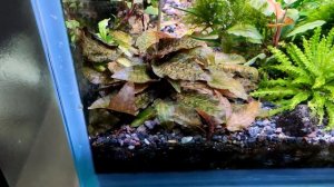 аквариумы с растениями обзор  160л, 180л, 160л,300л , 600л, теплички за ноябрь 2023