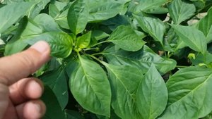 Перец Ариадни F1, 2023 год, первые сборы.