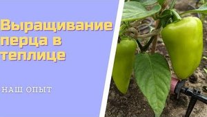 Выращивание сладкого перца в теплице Обзор сортов