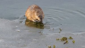 Обед ондатры. На льду :)
