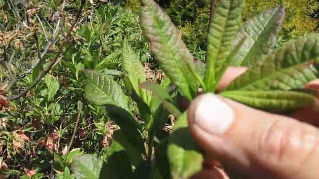 Когда и чем кормить рододендроны Часть 1  Июньская подкормка