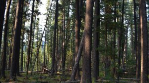 Трейлер. Вспомнить все и превозмочь себя. 220 км .