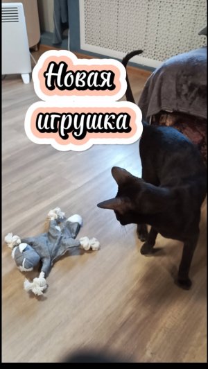 Игрушка для котов. Что то пошло не так🫣