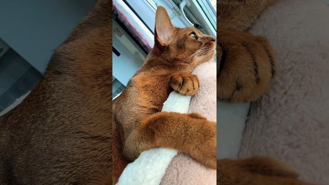РОМАНТИЧНОЕ НАСТРОЕНИЕ ❤️☁️☁️☁️ #умныйкот #cat #кот #smartcat #котики #dreams #catlover