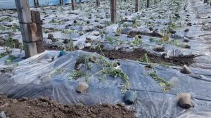 До чего доводят рассаду...