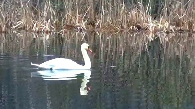 лебедь на марёвском озере смотреть онлайн