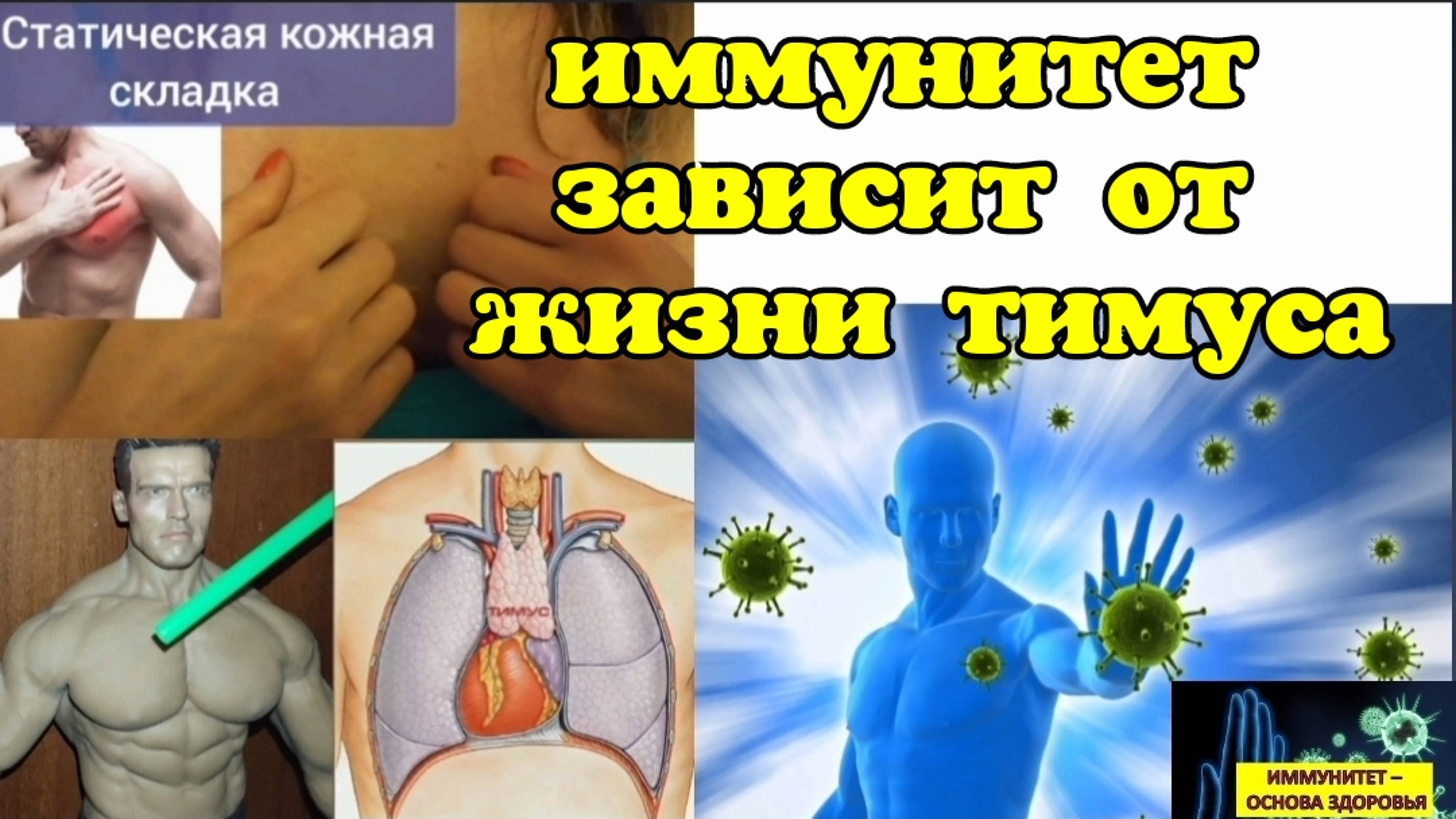 Когда сдавленный тимус умирает, исчезает защита от онкологии. Методы оживления иммунной системы