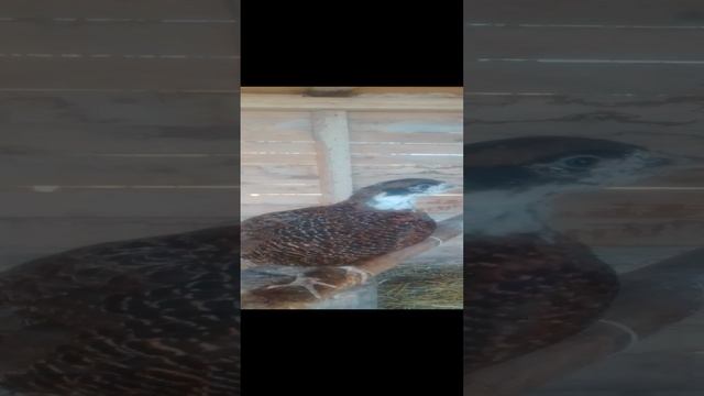 Румынский фазаненок ест хлеб из рук