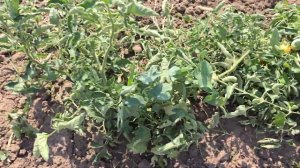 Томат в поле горит, что делать? Лето 2024 года.