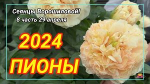 Цветение сеянцев пионов Ворошиловой А.Б. в 2024 году. Часть 8 / Сад Ворошиловой