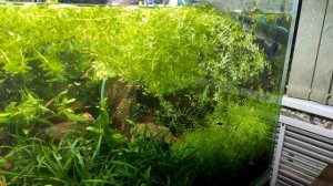 Аквариум с растениями 600л, прополка, стрижка