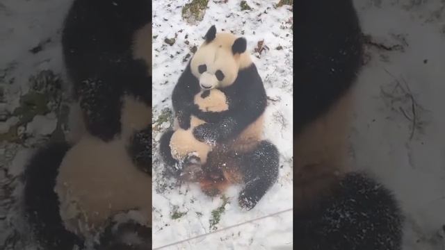 Как мама панда играет со своим малышом