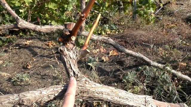 Обрезка винограда на зиму | Вы всегда будете с урожаем | Просто и доступно