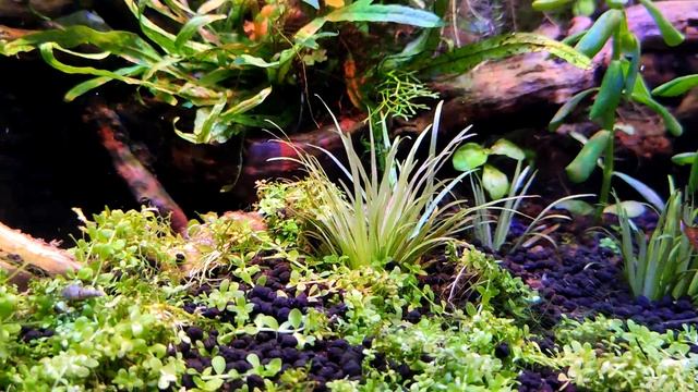 Аквариум 160л, сойл Иста, ровно месяц после запуска. смотреть онлайн