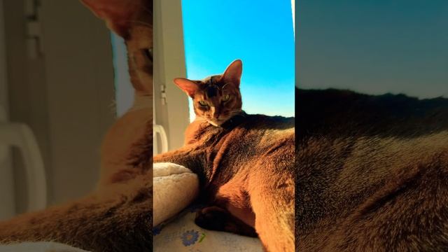 ВЫ ТОЛЬКО ПОСМОТРИТЕ!  #catlover #catsdreams #cat #кот #cuteanimals